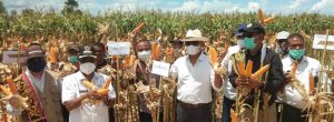 Tanam 23 Desember 2020, Gubernur Panen Jagung TJPS di Bena & Oe’ekam TTS