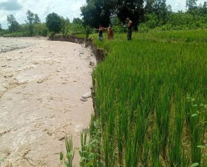 Banjir Rusakkan Tanaman Padi Masyarakat Desa Takirin, Kepala Desa : Pemda Belu Belum Respon Surat Kita.