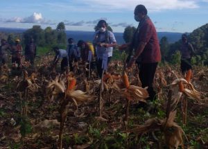 Wakil Ketua Komisi IX DPR RI Bersama  Pemda TTU Panen Jagung Hibrida Di Desa Femnasi