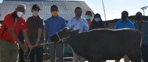 Rayakan Idul Adha Tahun 2021, Pemkot Kupang Serahkan 21 Ekor Hewan Kurban