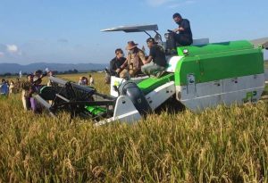 Pemda Malaka  Panen  Jagung & Padi  Di Kecamatan Kobalima 