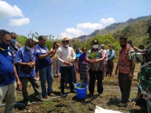 Dukung  Desa Manamas Sebagai  Sentral Produksi Tanaman Hortikultura,  Pemda   TTU   &  Kemendes Kolaborasi  Tanam I Hektar  Jahe.