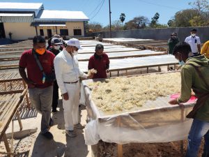 Rumput Laut Sebagai Salah satu Produk Unggulan NTT  Di Mata   Nasional