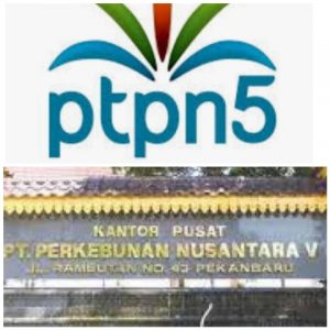Petani  & Pekerja Kelapa Sawit Pertanyakan Hasil Penjualan Buah Sawit Kopsa  Pencairan ke PTPN V