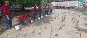 Laskar Meo Belu Gandeng Sejumlah Ormas Lakukan Penanaman Mangrove  Sebanyak  3000 anakan.
