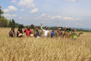 Sukseskan Program Revolusi 5 P, Pemkab Kupang Panen    Padi Bersama kelompok Tani Sodamolek