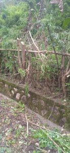 Ketua  Fraksi Golkar TTU  Minta PLN Unit Kefamenanu Segera Hentikan Penebangan Pohon  Di Ruas Jalan Miomaffo Timur