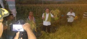 Lakukan Panen Raya Padi & Tomat di Desa Takirin, Bupati Belu : Kita Apresiasi BUMDES Moris Foun Atas Programnya