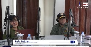BBKSDA NTT  &  WCS Repatriasi 33 Kura-Kura Rote Leher Ular di Moment HUT RI ke-78
