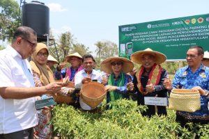 Panen Cabai di Kabupaten Kupang, Pj. Gubernur Apresiasi Program Implementasi Digital Farming oleh KPw BI NTT