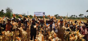Pemprov NTT Panen  Jagung TPJS  Pola Kemitraan Pola Kemitraan Non Kredit  Luas 5 Ha