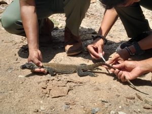 BBKSDA NTT Bersama  Tim Gabungan Berhasil Gagalkan  Percobaan Penyelundupan Biawak Komodo