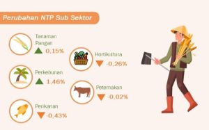 Kepala BPS NTT Akui  Produksi  Padi    Kota Kupang  Tergolong   Rendah