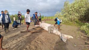 Warga Desa Tanah Merah Temukan    Dugong terdampar di TWAL Teluk Kupang, BKSDA  NTT  Lakukan Penangan