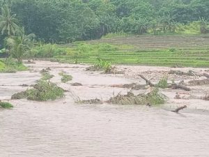 Warga,   Minta  Anggota DPR RI Usman Husin   Suarakan  Lagi    puluhan  Hektar  Sawah Di Kecamatan  Lobalain Teredam  Banjir Dan   Di Pastikan   Gagal Panen