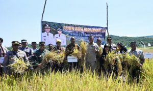 Perkuat Ketahanan Pangan,   Pemkab  Kupang  Targetkan   Hasilkan 55.000 Ton  Beras