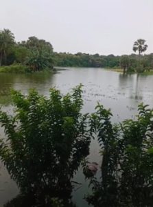 13 Hektar Sawah  Di   Rote Ndao Rusak Total  akibat Cuava Ekstrem,  Anggota DPR RI Usman Husin   Minta  Menteri Perhatian  Segera Beri Perhatian  Khusus