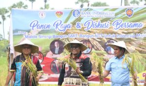 Gubernur  Laka  Lena Lakukan Panen Raya Dan  Serahkan Bantuan  Pendidikan  Bagi SMA/SMK di Rote Ndao