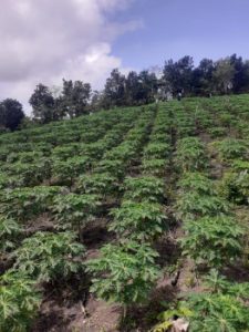 Dorong Pertumbuhan Ekonomi, Kelompok  Tani  Binaan   Usman  Husin Di Desa Silu Kembangkan 11.000   Anakan  Pepaya  Kalifornia