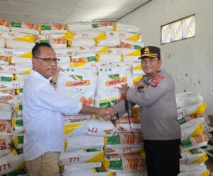 Dukung Petani Rote Ndao, Usman Husin Salurkan 24 Ton Bibit Jagung Hibrida Bagi  135   Kelompok  Tani