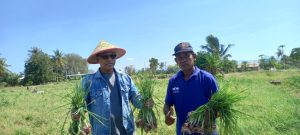 Panen Raya Bawang Merah di Oesao, Anggota DPR RI Usman Husin Tegaskan Pertanian Adalah Kunci Ekonomi Rakyat