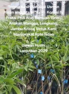 Dorong Ekonomi Hijau, Usman Husin Salurkan Bantuan  15.000 Bibit Mangga, Lengkeng, dan Jambu Kristal ke Rote Ndao