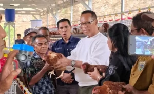 Ekonomi Desa Bergerak: Aspirasi Usman Husin Hadirkan Bantuan 1.200 Ekor Ayam Petelur bagi Kelompok Peternak di Desa Boentuka