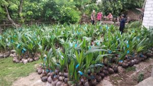 Wujudkan Investasi Hijau, Usman Husin  Serahkan 11 Ribu Anakan Kelapa Untuk Petani di Rote Ndao