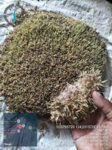 Rony Nubatonis Akui Bantuan Benih Aspirasi Usman Husin Tunjukkan Daya Tumbuh Tinggi, Petani Bena Siap Tanam MT1