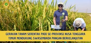 Wujudkan Kedaulatan Pangan, Undana bersama Pemprov NTT Lakukan Gerakan Aksi Tanam Padi Serentak di Desa Manusak
