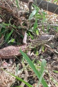Balai Besar KSDA NTT Tangani Anakan Komodo yang Masuk Pondok Warga di Manggarai Timur
