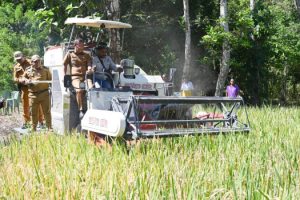 Bupati Kupang Turun ke Sawah Panen Raya Di Desa Tunfeu, Ajak Petani Jaga Lahan demi Masa Depan Anak