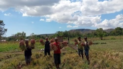 Dari Kredit Mikro Bank NTT Menuju Sukses Bawang Merah, Hans Tangga Rada Andung Buktikan Petani Sumba Timur Bisa  Raup Pendapatan  200 juta